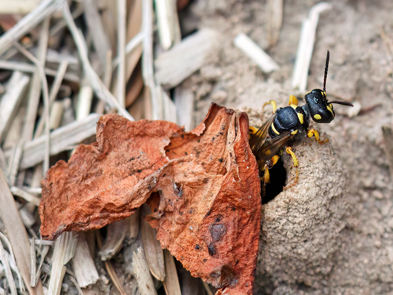 Cerceris arenaria (Weibchenan am Bau)