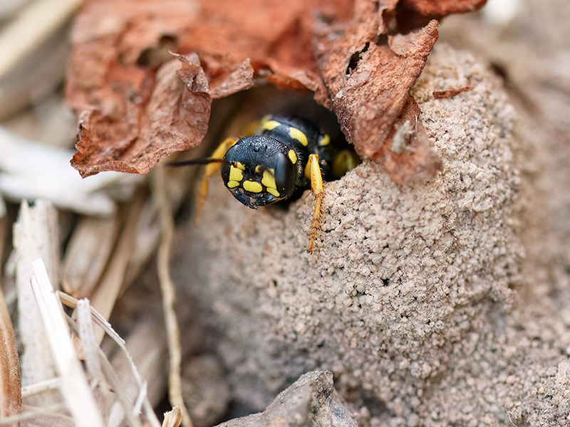 Cerceris arenaria (Weibchenan am Bau)