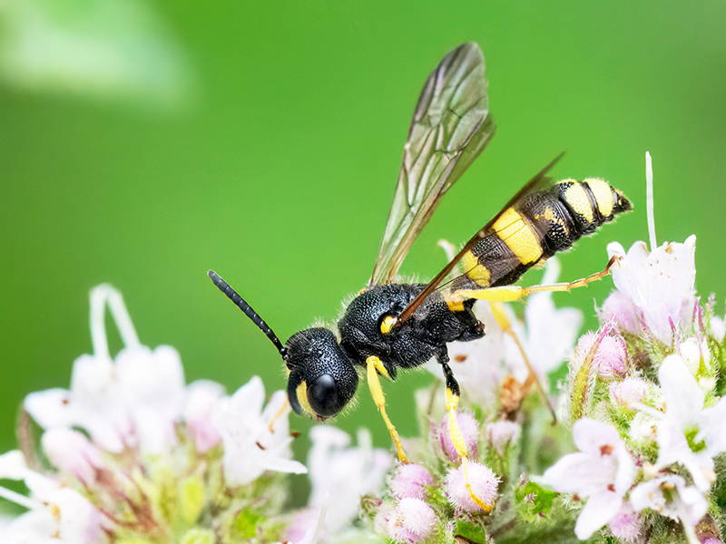 Cerceris rybyensis (Männchen)