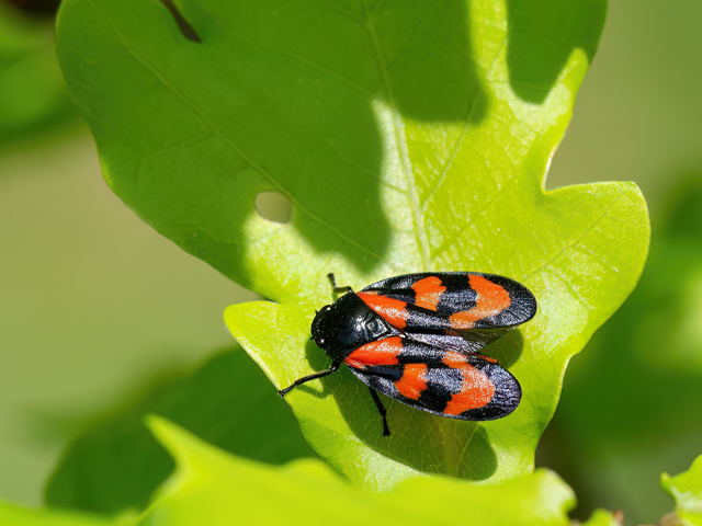 Cercopis vulnerata (Balz)