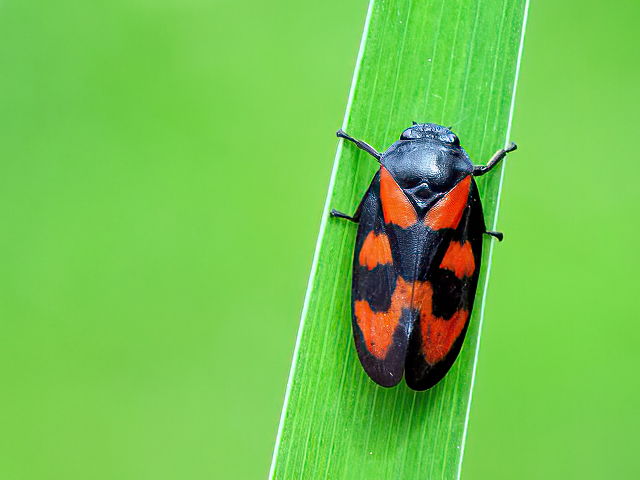 Cercopis vulnerata (Weibchen)