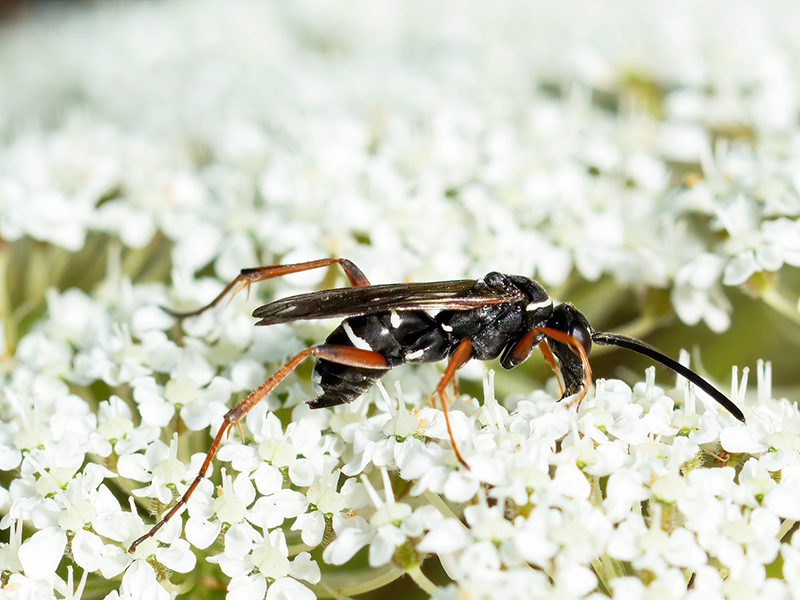 Ceropales maculata