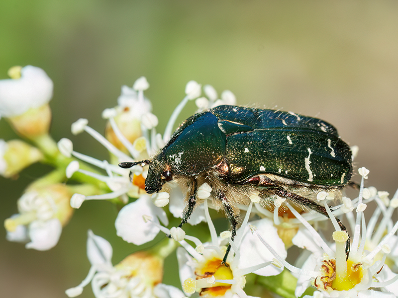 Cetonia aurata