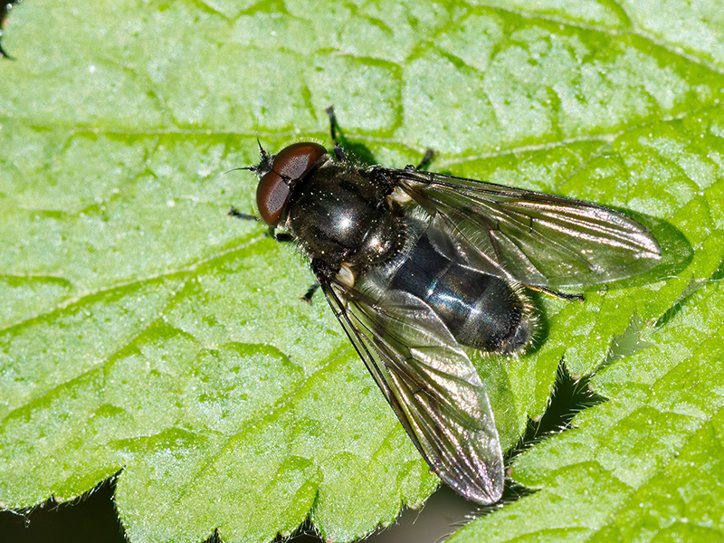 Cheilosia variabilis (Männchen)