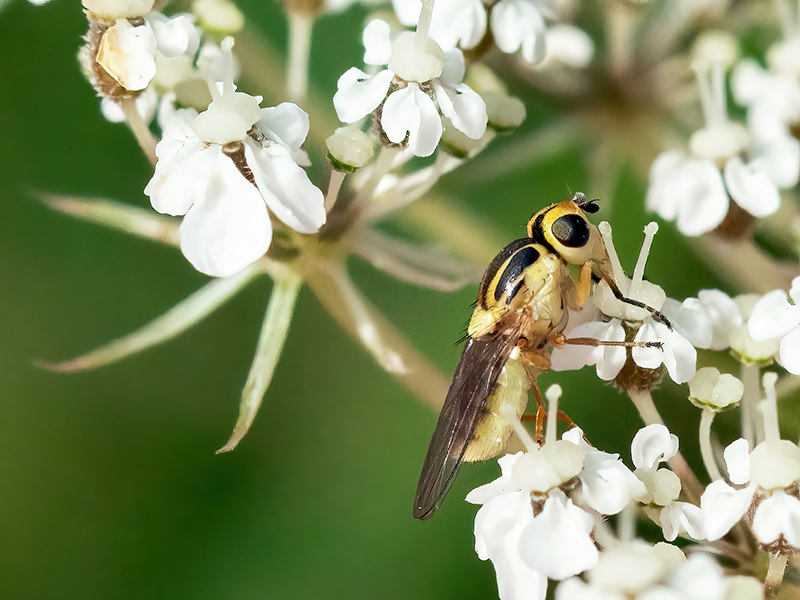 Chlorops pumilionis