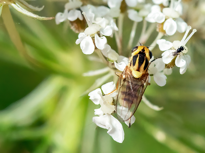 Chlorops pumilionis