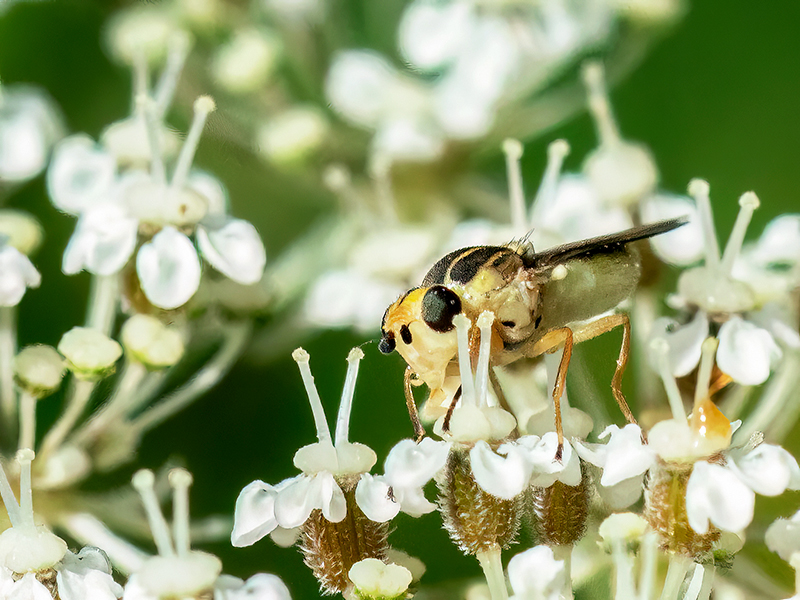 Chlorops pumilionis