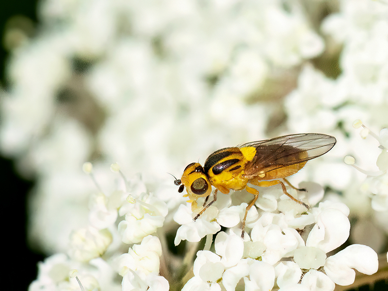 Chlorops pumilionis
