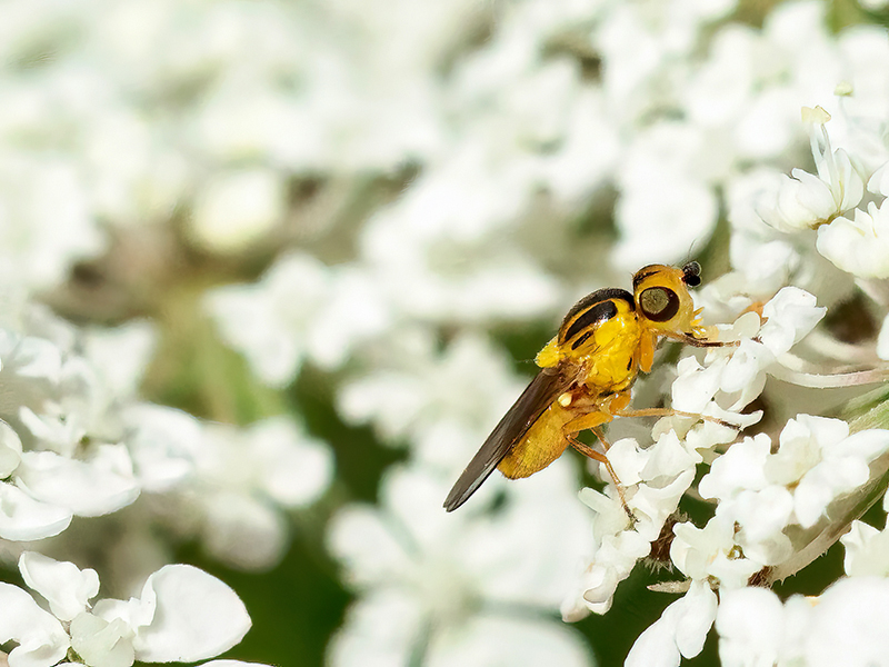 Chlorops pumilionis