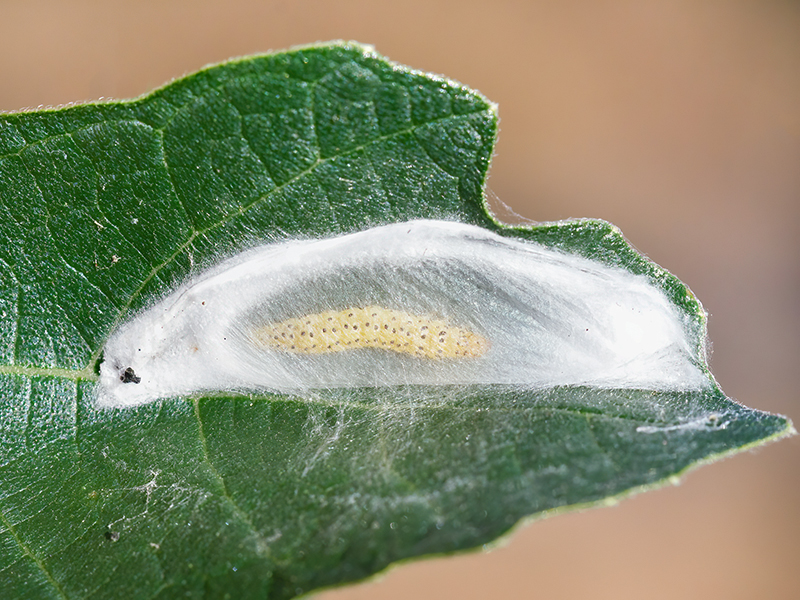 Choreutis nemorana (Gespinst)