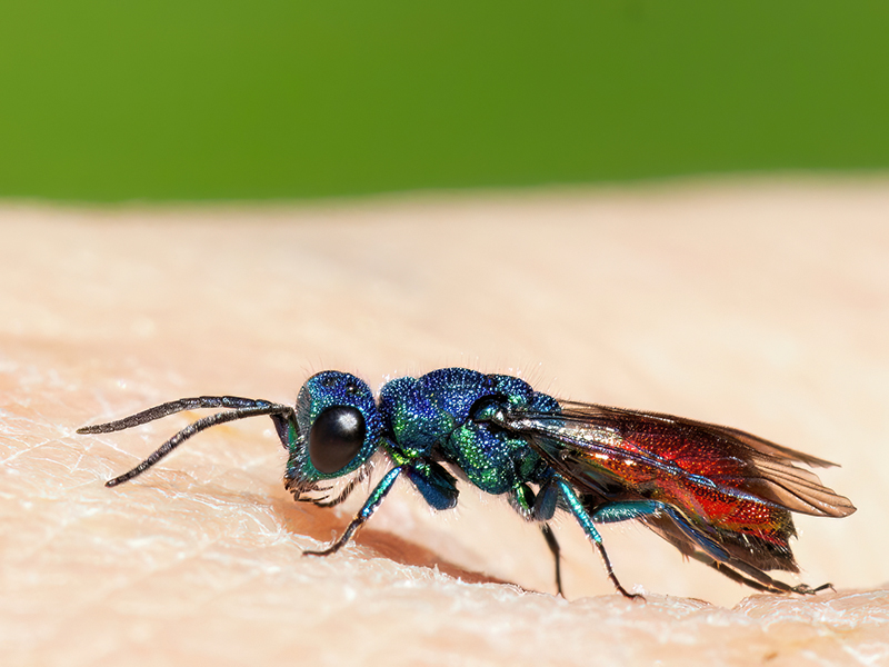 Chrysis ignita (Sammelart)