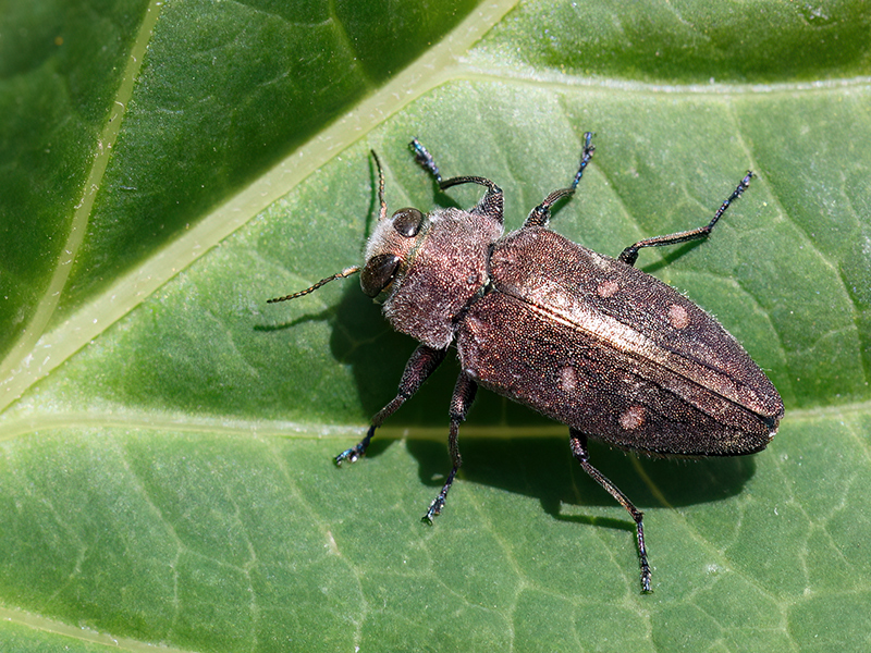 Chrysobothris affinis