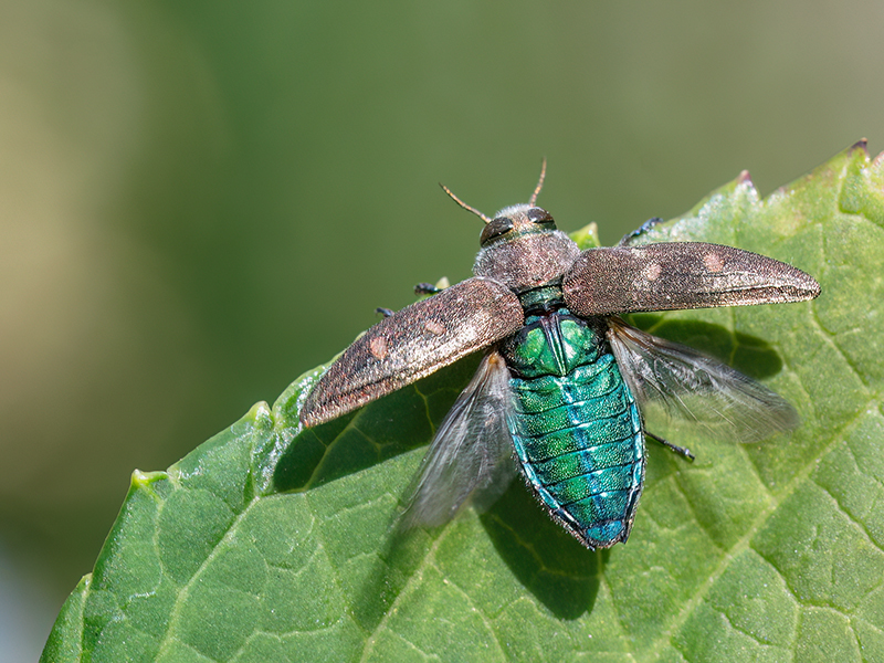 Chrysobothris affinis (beim Abflug)