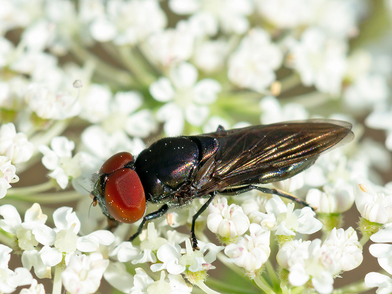Chrysogaster solstitialis (Männchen)