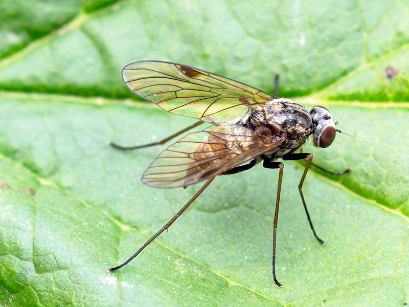 Chrysopilus cristatus (Weibchen)