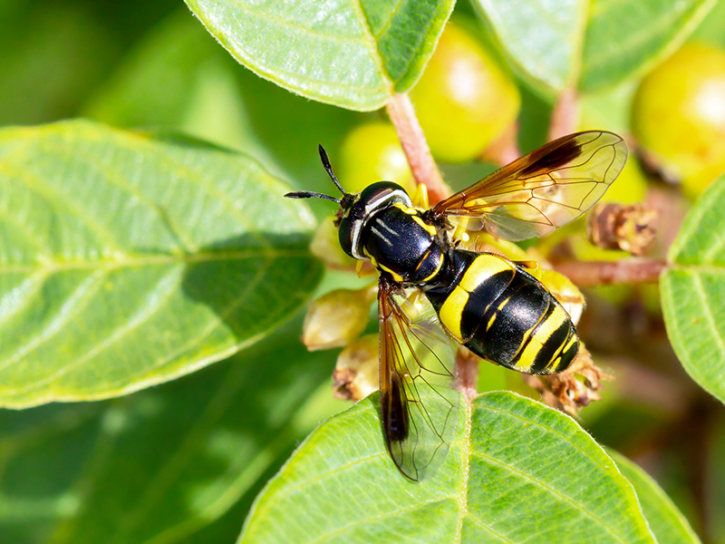 Chrysotoxum bicinctum (Weibchen)