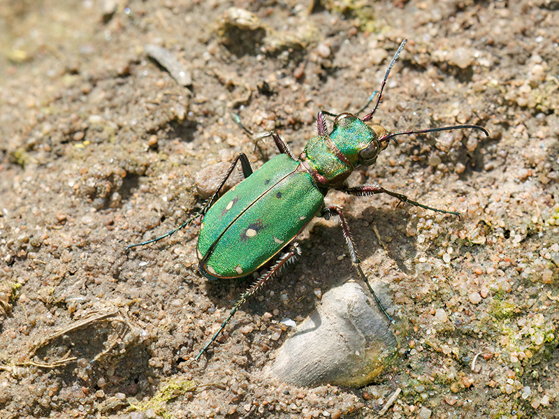 Cicindela campestris