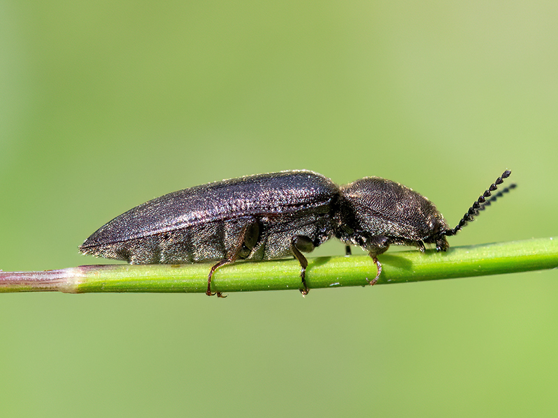 Cidnopus pilosus