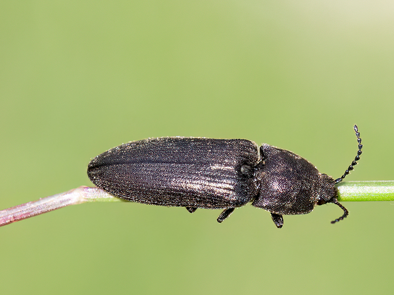 Cidnopus pilosus