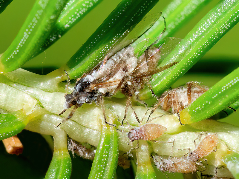 Cinara pilicornis