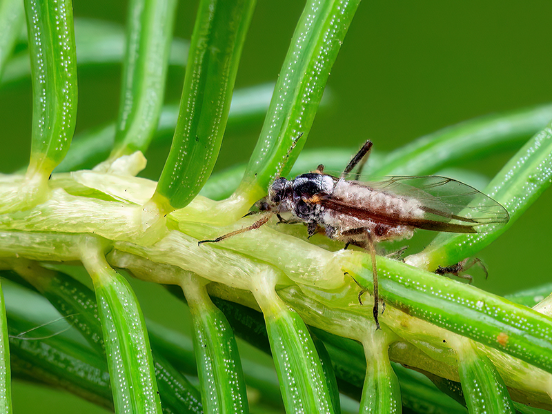 Cinara pilicornis