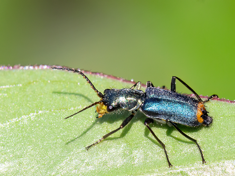 Clanoptilus elegans (Männchen)