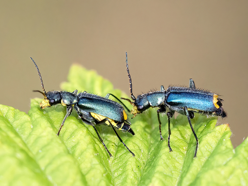 Clanoptilus elegans (Pärchen)
