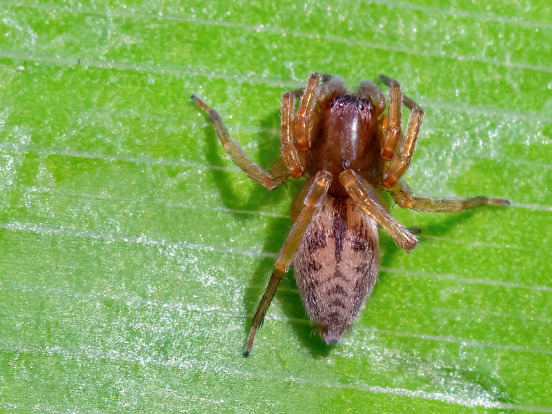Clubiona comta