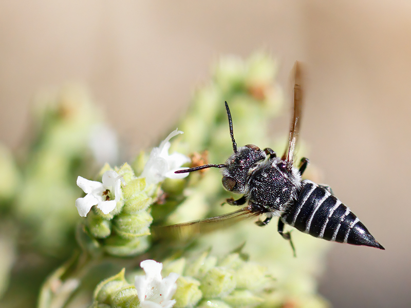Coelioxys echinata (im Flug)