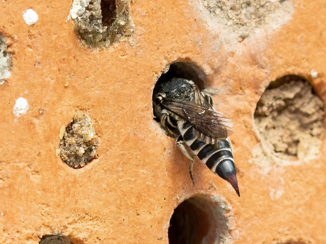 Coelioxys echinata (Weibchen)