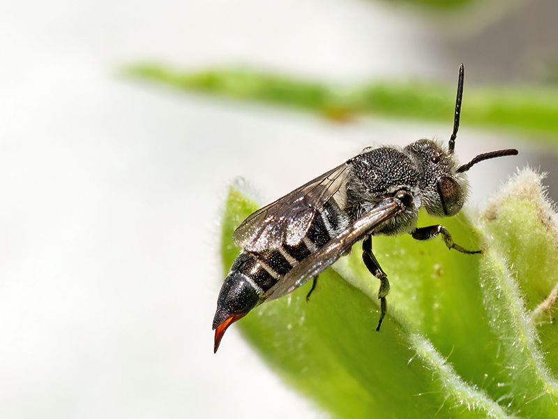 Coelioxys echinata (Weibchen)