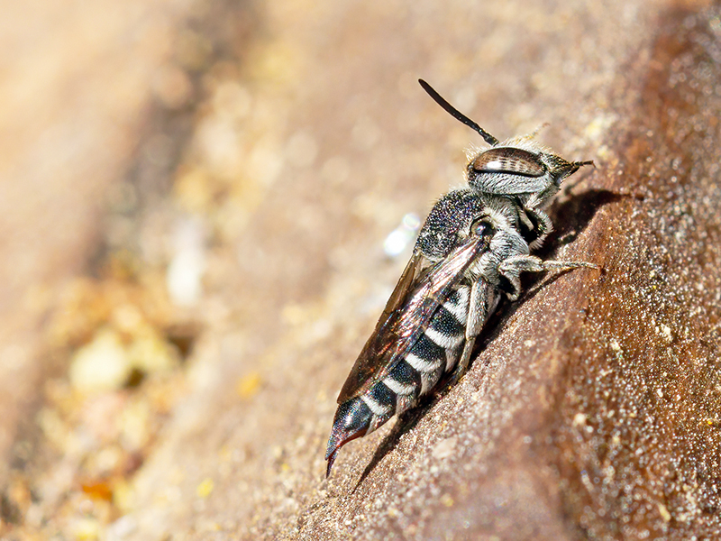 Coelioxys echinata (Weibchen)