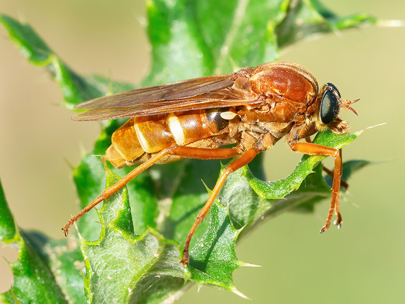 Coenomyia ferruginea (Weibchen)