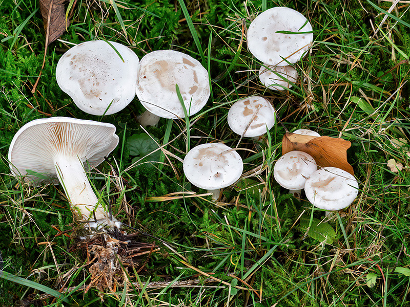 Collybia rivulosa