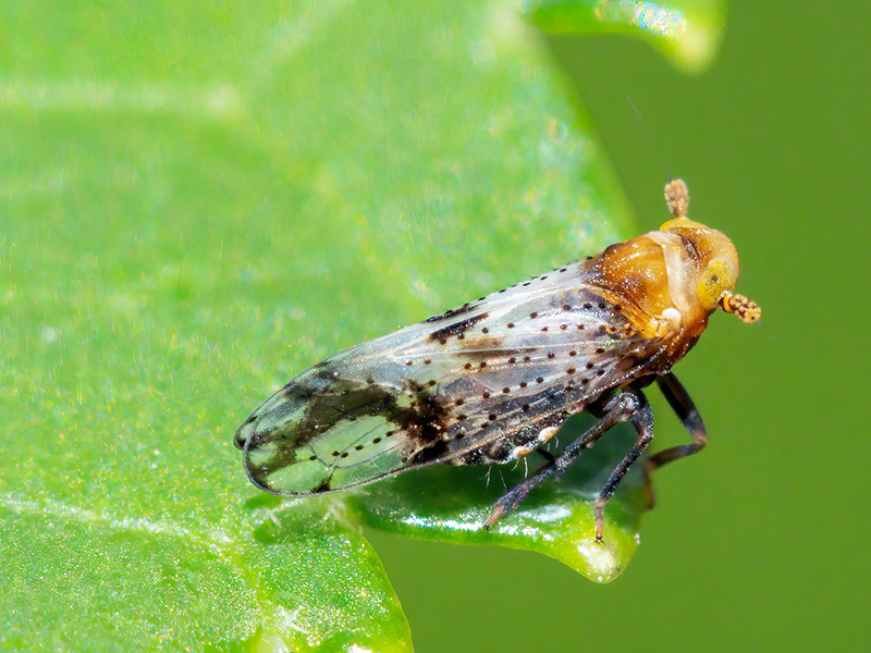 Conomelus cf. anceps