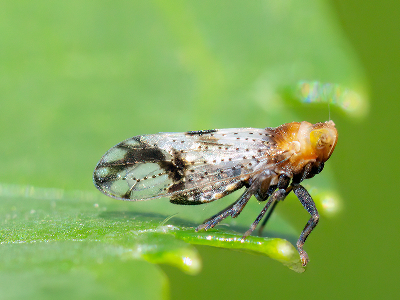 Conomelus cf. anceps