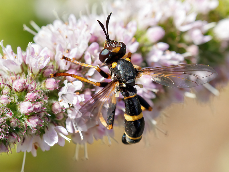 Conops ceriaeformis (Weibchen)