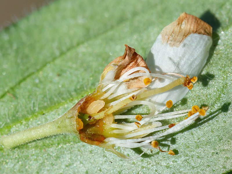 Contarinia pruniflorum (Larve)