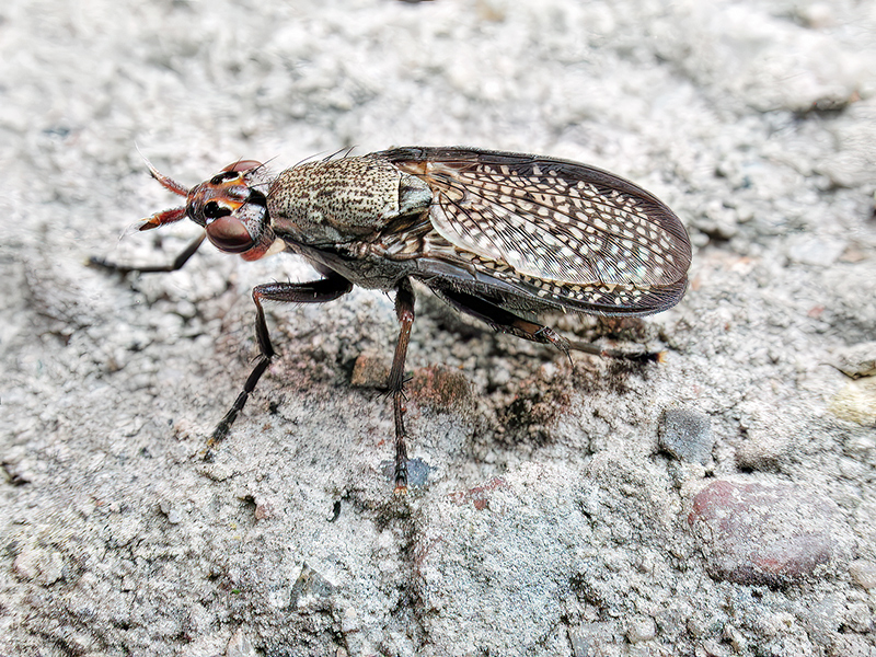 Coremacera marginata
