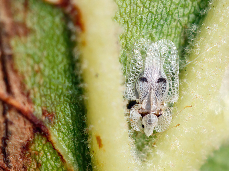 Corythucha ciliata