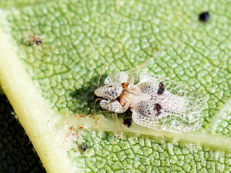 Corythucha ciliata