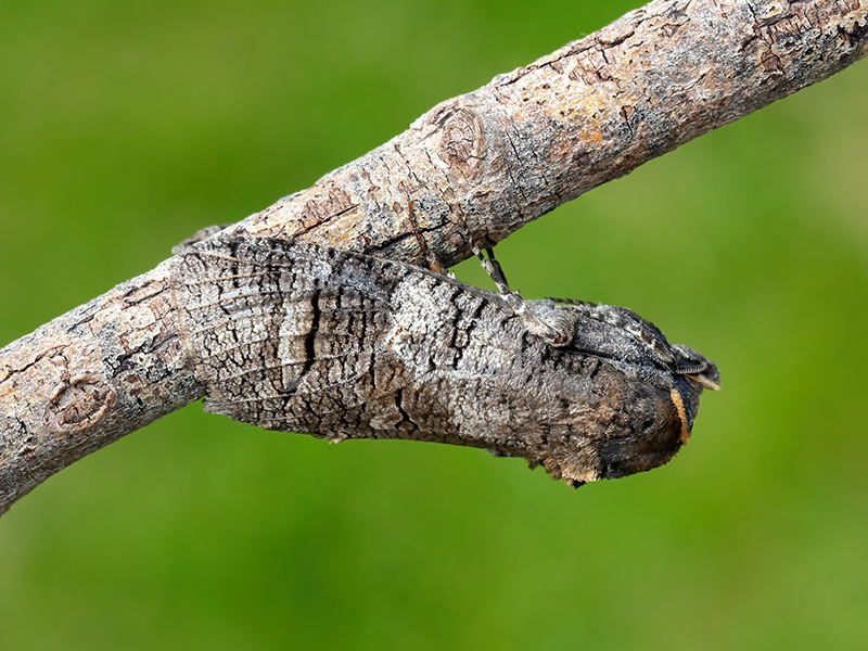 Cossus cossus (kurz nach dem Schlupf)