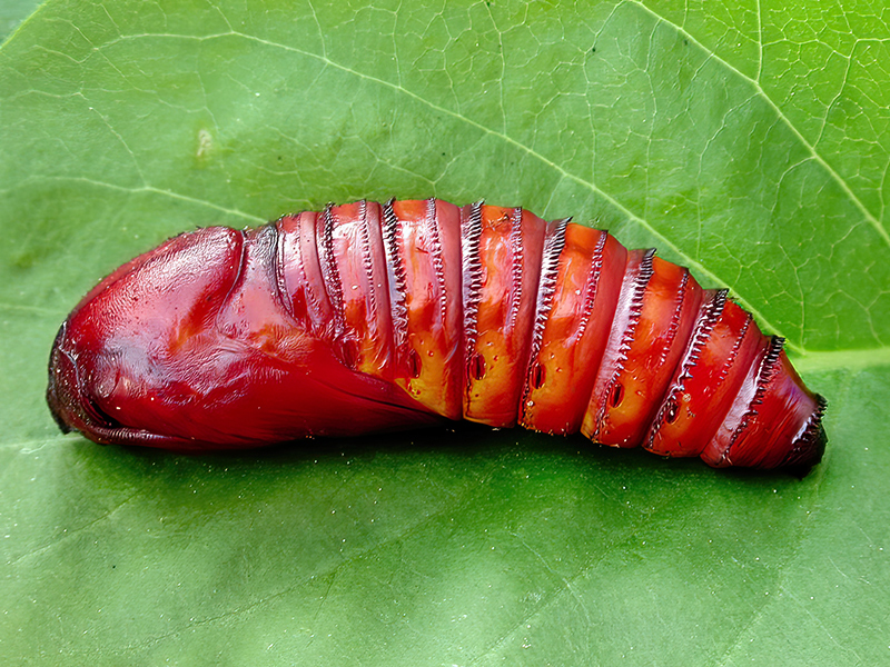 Cossus cossus (Puppe)