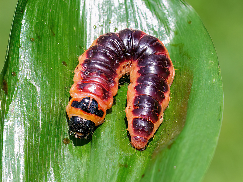 Cossus cossus (Raupe)