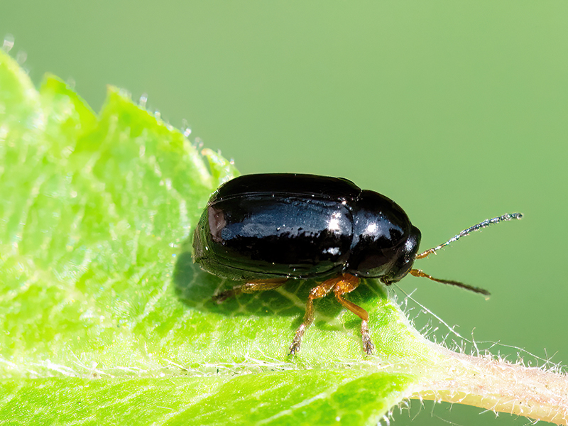 Cryptocephalus nitidus