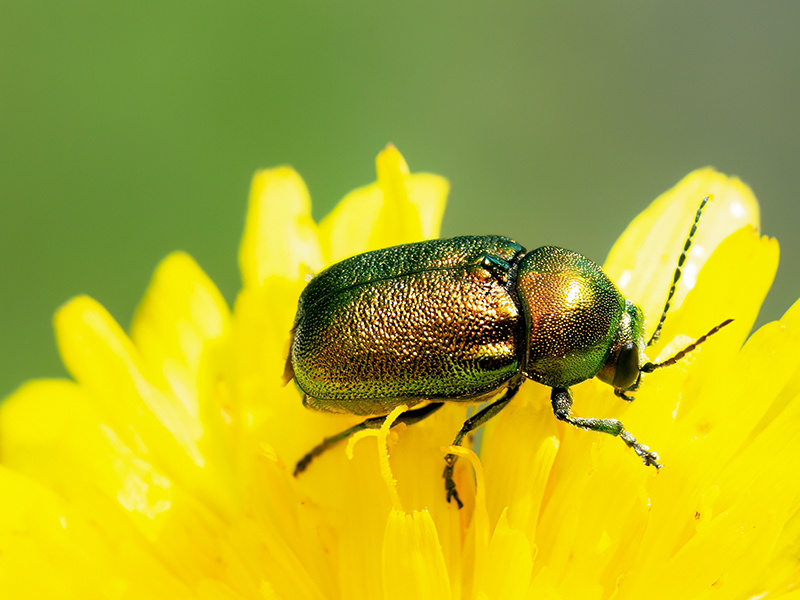 Cryptocephalus spec.