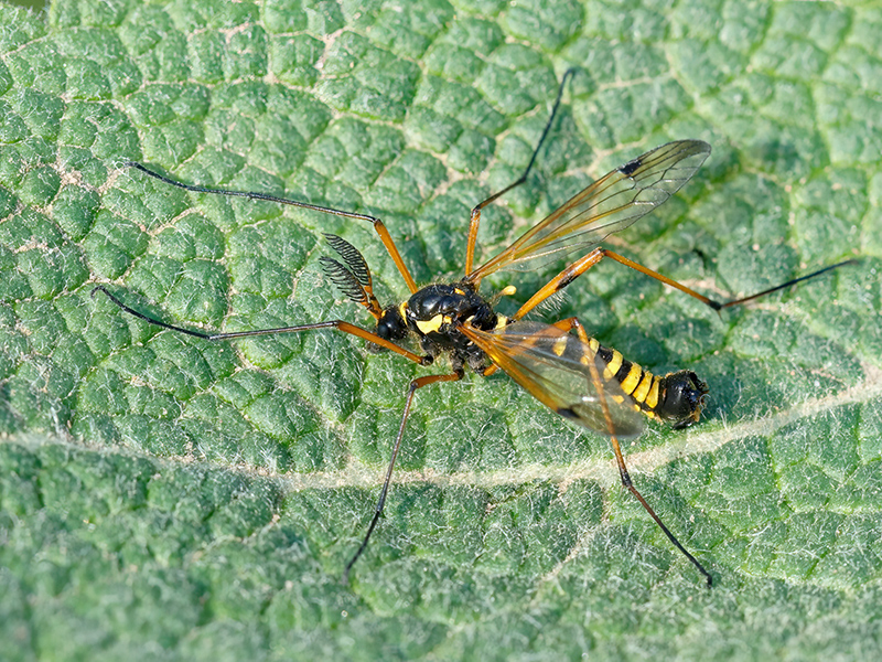 Ctenophora flaveolata (Männchen)