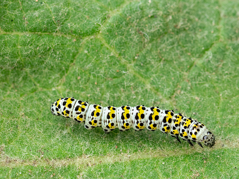 Cucullia verbasci (Jungraupe)