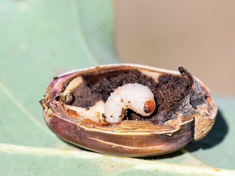 Curculio glandium (Larve)