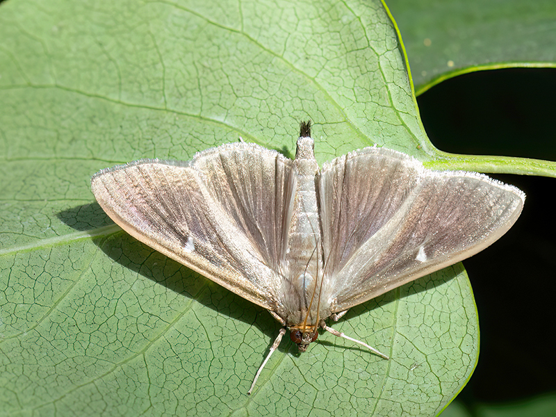 Cydalima perspectalis (Männchen)